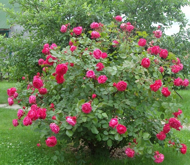 Роза кустовая Александр Маккендзи